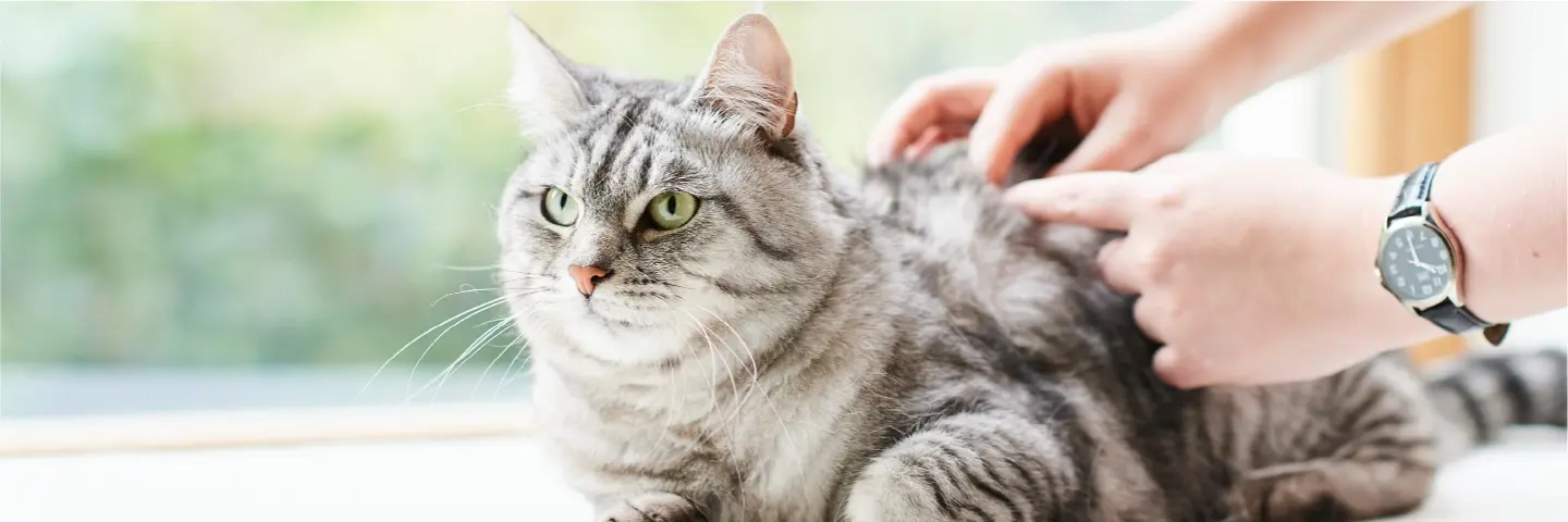 Beaphar-Gato-Antiparasitario-2