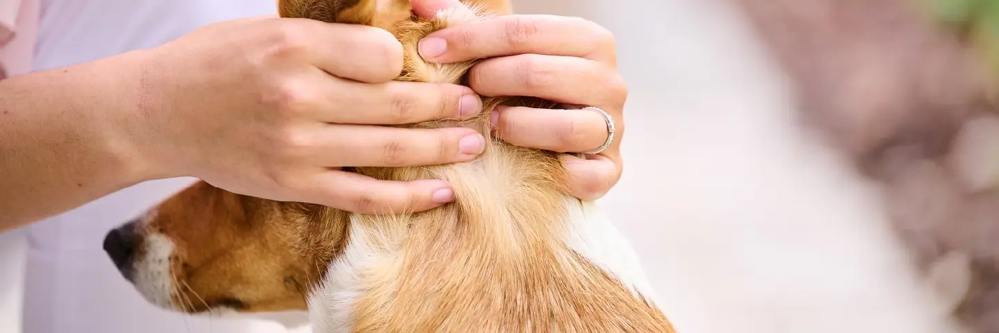 Beaphar-Perro-Antiparasitarios-2