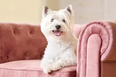 Header Beaphar Pet Wipes