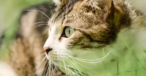 Beaphar-Gato-Antiparasitarios