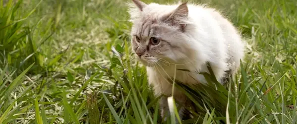 Beaphar antiparasitarios gatos