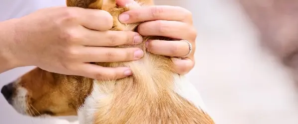 Beaphar-Perro-Antiparasitarios-2